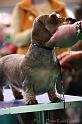 Crufts2011_2 1475